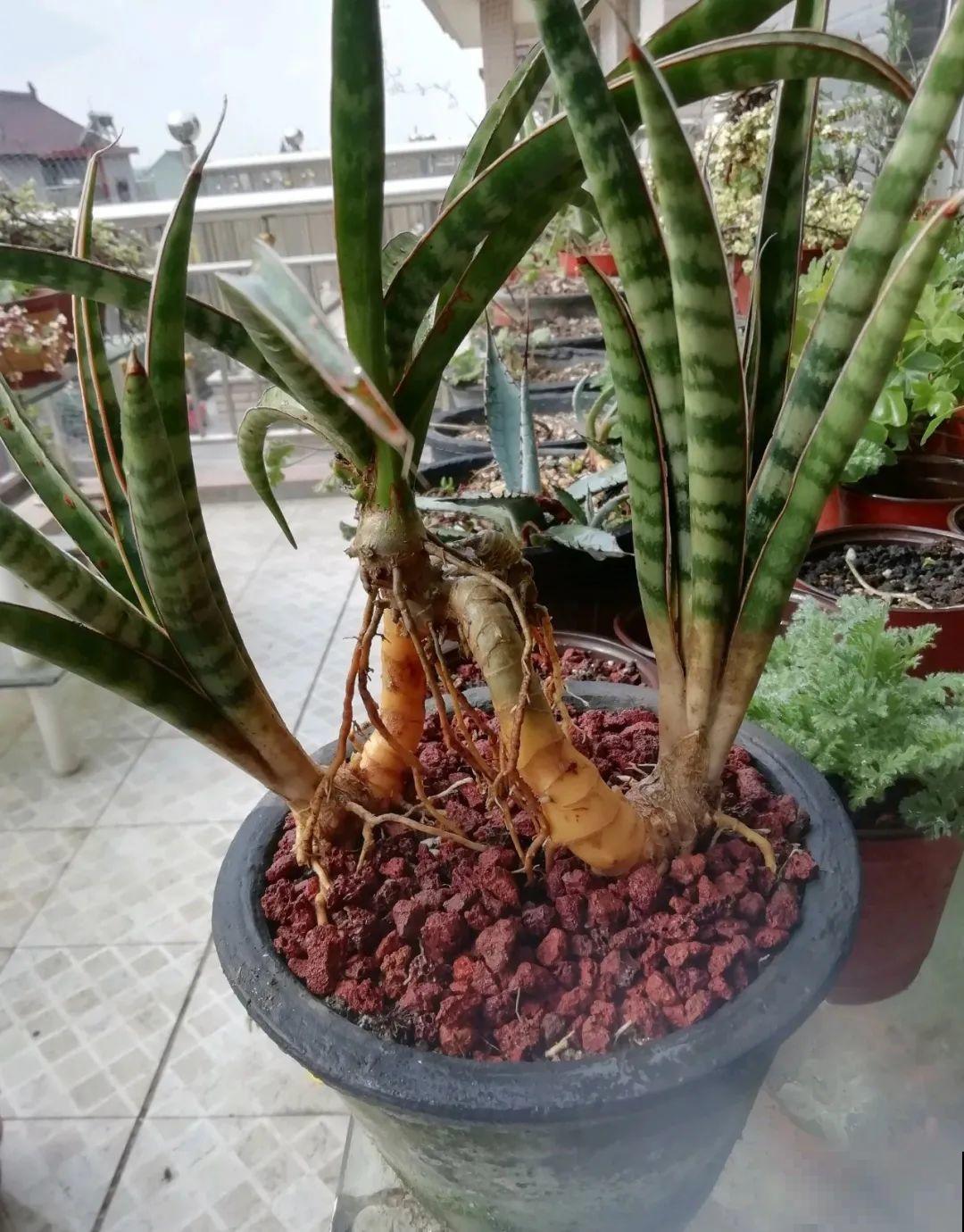 这种花就欠“拽”，没事拽拽根，变成老桩美到爆！