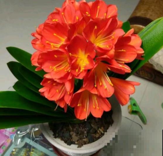 有些花就欠冻，扔在室外不用管，花开艳丽！