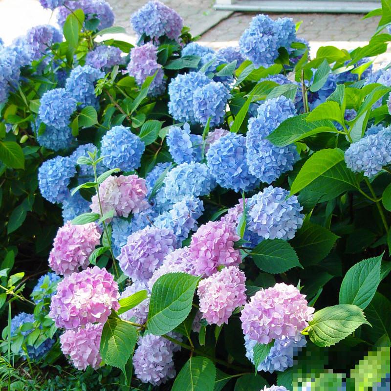 院子种花草要规划好，记住这5点，才能越养越开心