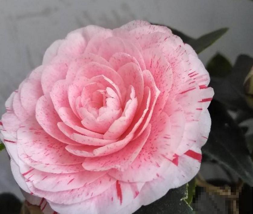 茶花五色赤丹，一花五色，花大如碗！