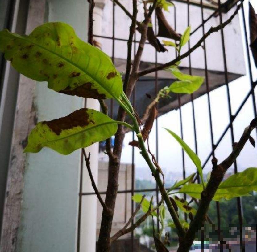 黄角兰特好闻,院子里种一棵,香飘十里! 黄角兰特好闻,院子里种一棵,香飘十里!