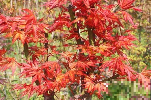红舞姬红叶变绿，是养护不到位，从这4点找原因！