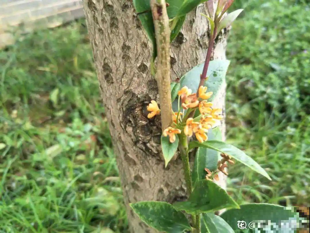 3种开花机器，喷点药水，杆子上全是花！