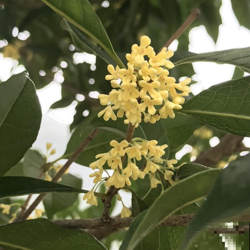 正值“桂月”，养桂花最合适，香味超浓郁