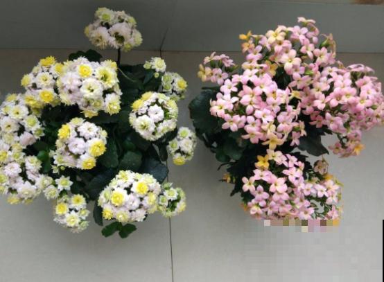 花期长的3种花,妥妥的“开花机器”,赶紧养! 花期长的3种花,妥妥的“开花机器”,赶紧养!