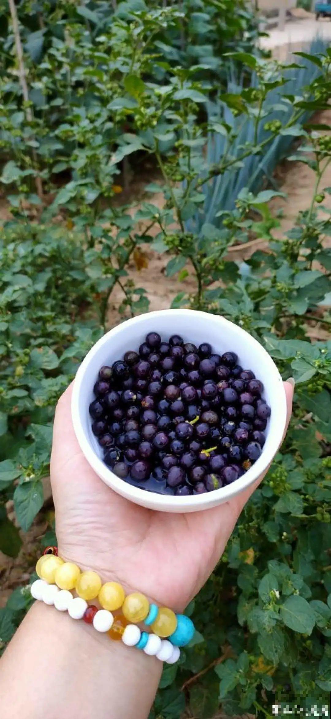 50种小时候常见的野草，现在几乎见不到了