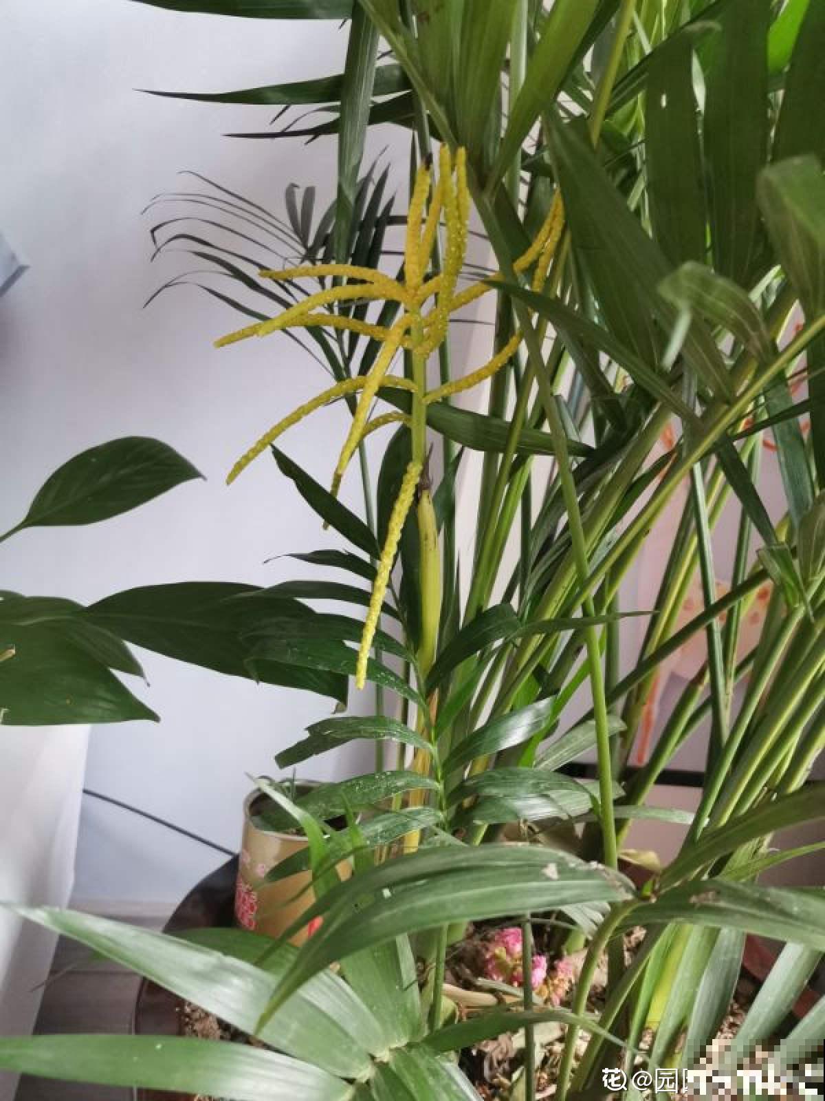散尾葵被称作天然加湿器，冬天室内必备，增湿除尘效果好