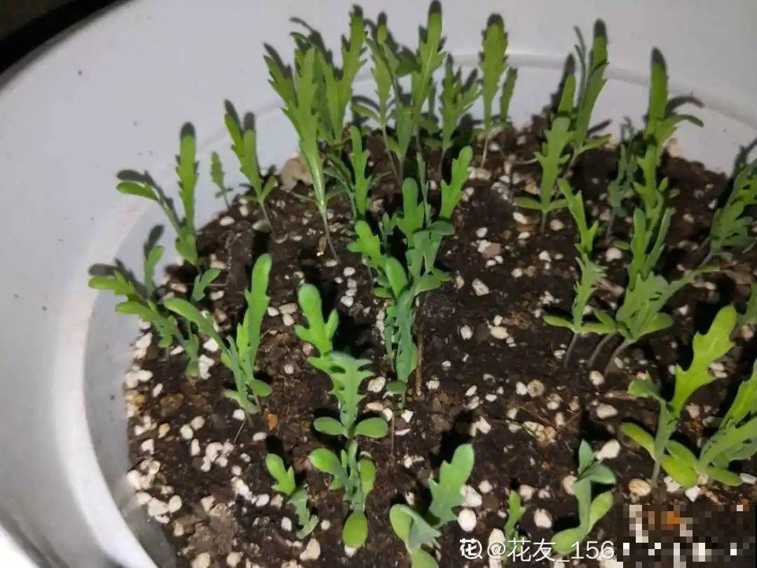 人参萝卜开花了,我种的花,都是这么奇奇怪怪! 人参萝卜开花了,我种的花,都是这么奇奇怪怪!