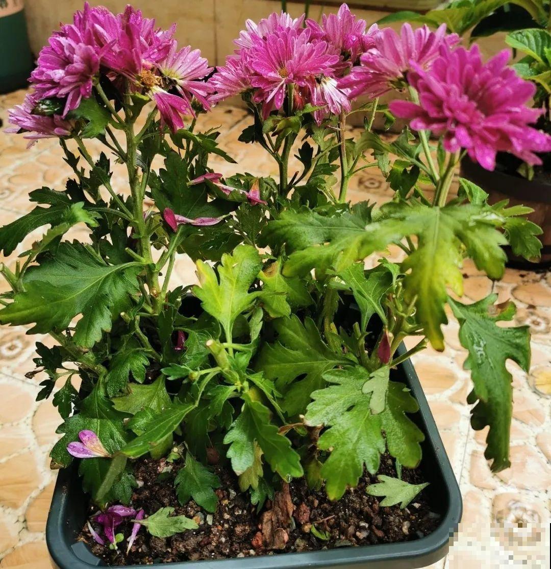 天凉了，9种花不能修剪，剪了以后不开花！