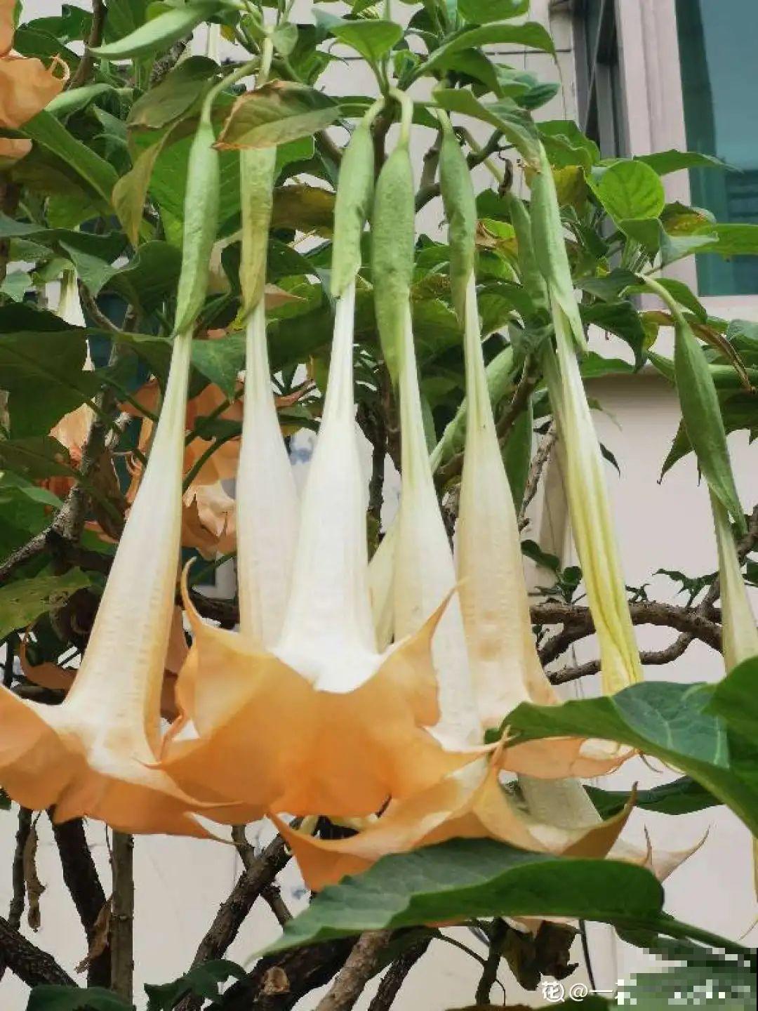 被拉进黑名单的花，再便宜也不买了，真浪费钱