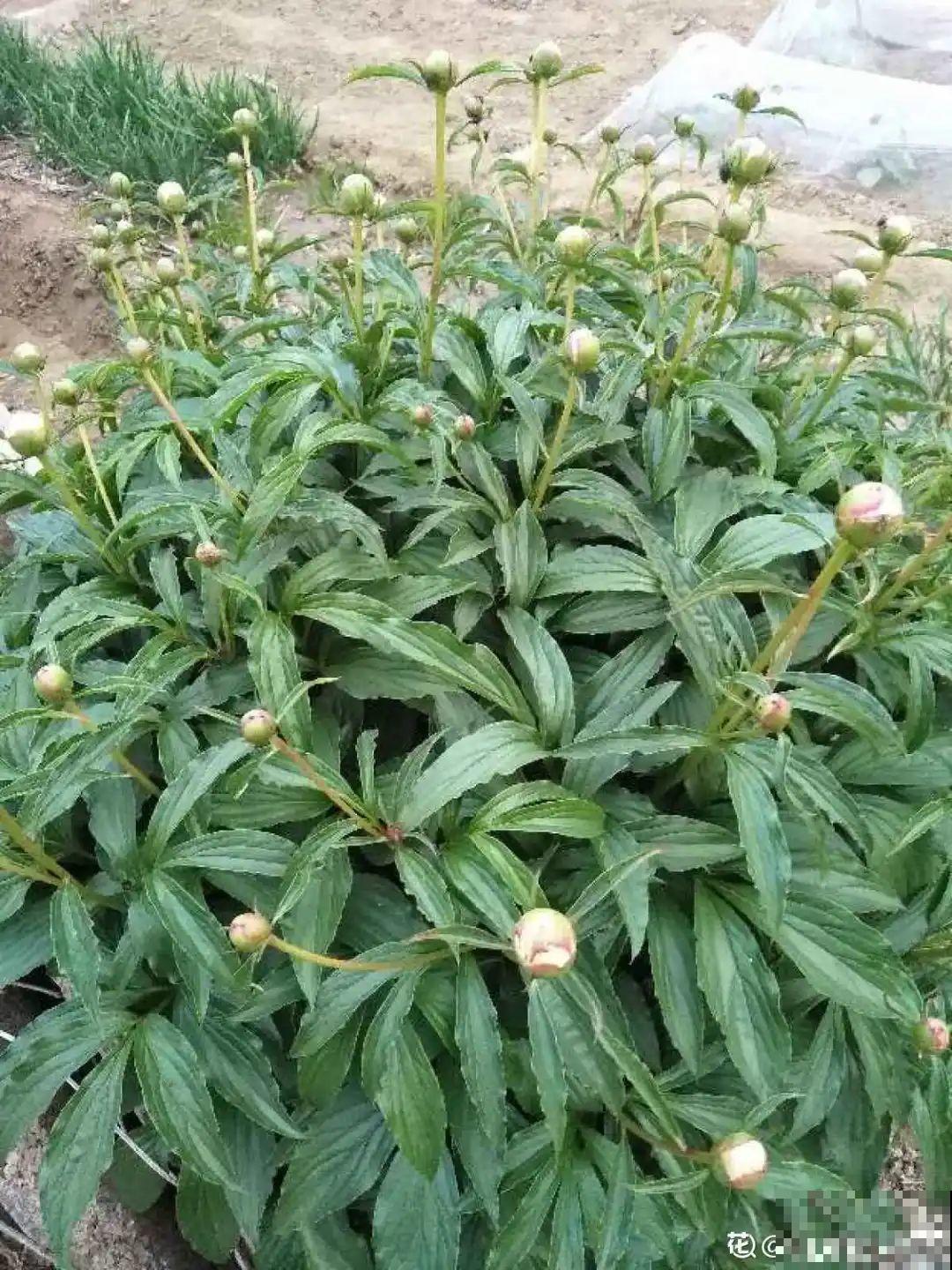 现在种下芍药根，天气越冷长得越壮，明天春天妥妥开爆