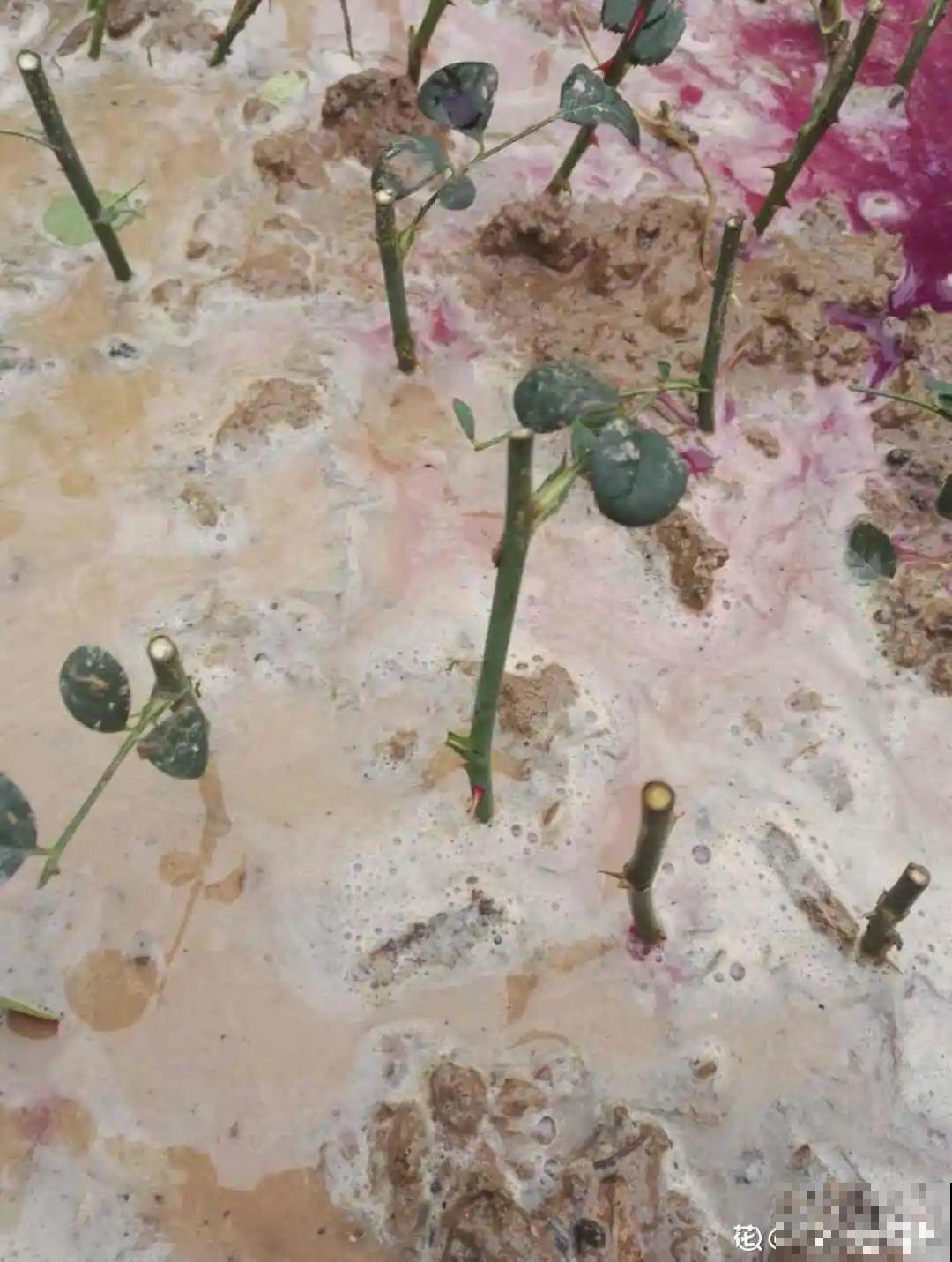 冬天扦插，只用一张塑料薄膜，就能长出小嫩芽