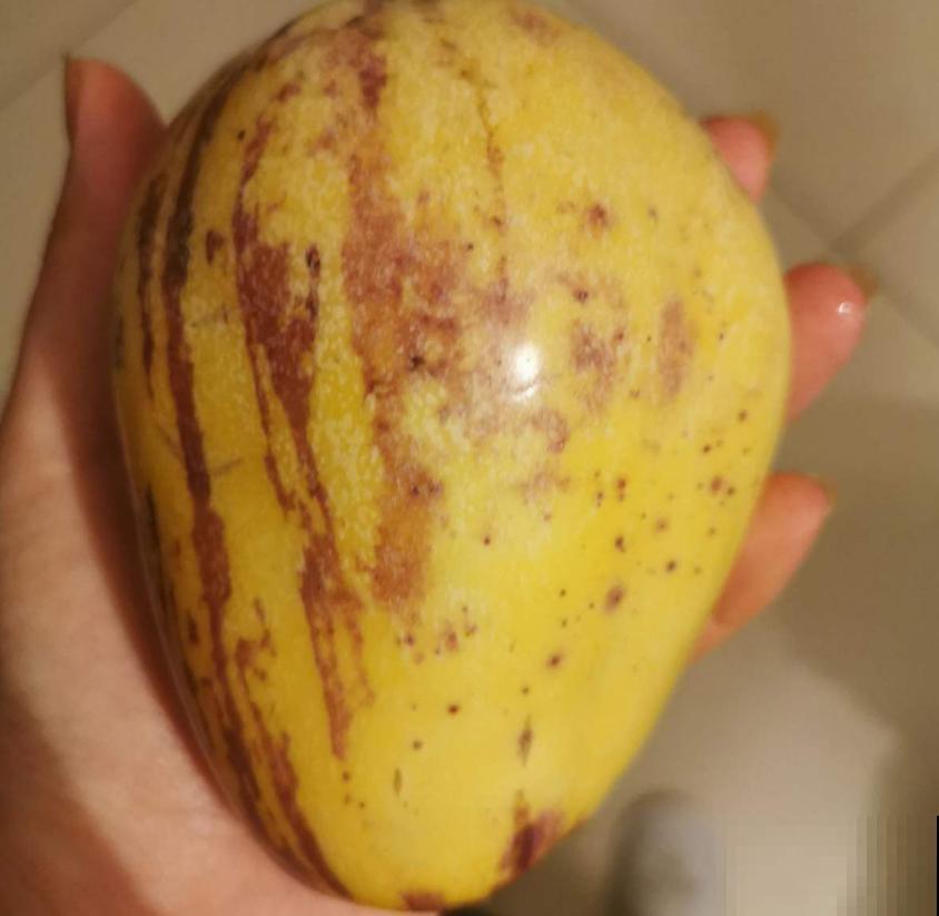 传说中的人参果,自家也能种,省老多钱了! 传说中的人参果,自家也能种,省老多钱了!