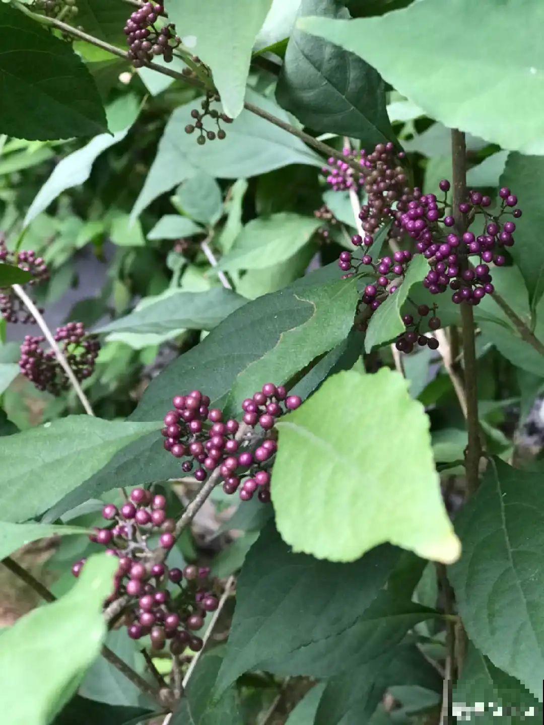 农村当柴火的花，花市卖得可贵，你认识几种？