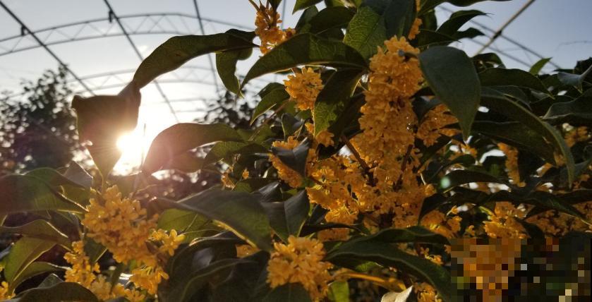 桂花花期结束也别松懈，做好这5点，来年花开爆盆！