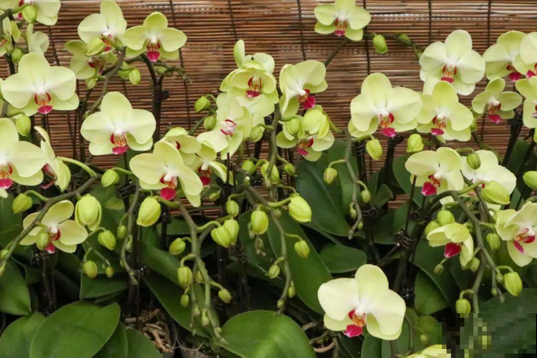 蓝色蝴蝶兰头一回见,一买就上当,养不活真生气! 蓝色蝴蝶兰头一回见,一买就上当,养不活真生气!