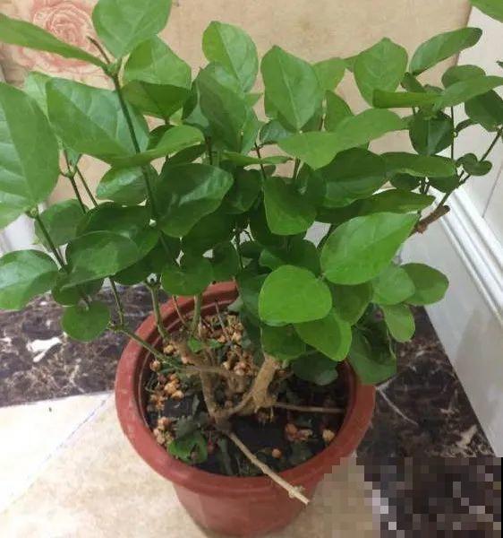 11月,千万别买这种花,养不活惹一肚子气! 11月,千万别买这种花,养不活惹一肚子气!