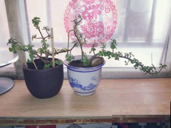 11月,千万别买这种花,养不活惹一肚子气! 11月,千万别买这种花,养不活惹一肚子气!