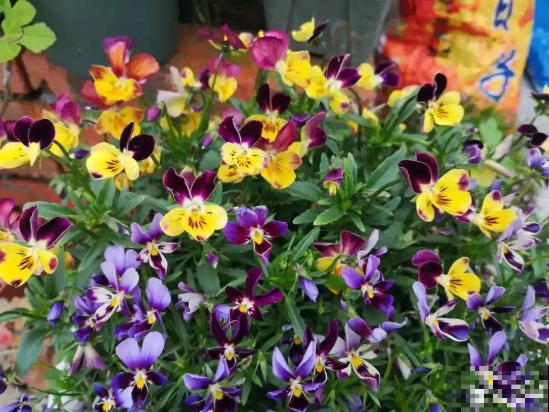 特耐寒的懒人花，-10℃冻不死，不用管也能开爆盆！