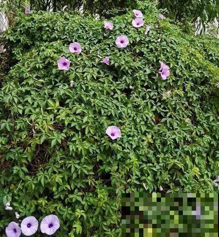 救命！入侵植物爬进院子，三年都杀不完！