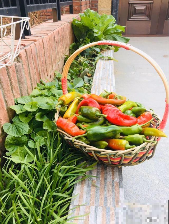 我想有个菜园子,秋天结满新鲜蔬菜,现在正收获! 我想有个菜园子,秋天结满新鲜蔬菜,现在正收获!