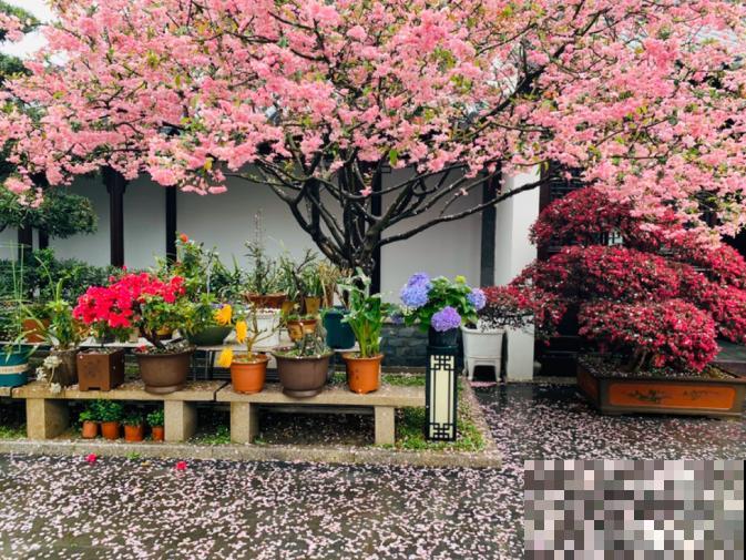 适合地栽养的花木，只要种一棵，年年有花赏！