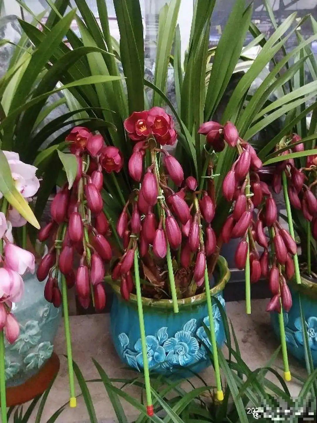 300块钱的花，一个没注意，一周掉成光杆司令