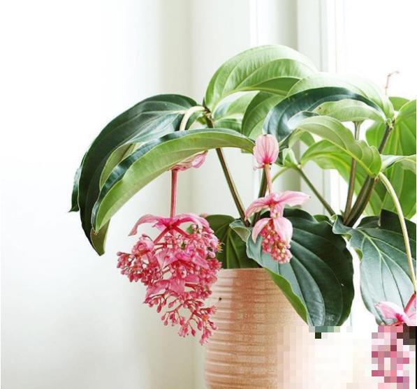 花中贵妇宝莲灯，娇气不好养，但是气质特高雅