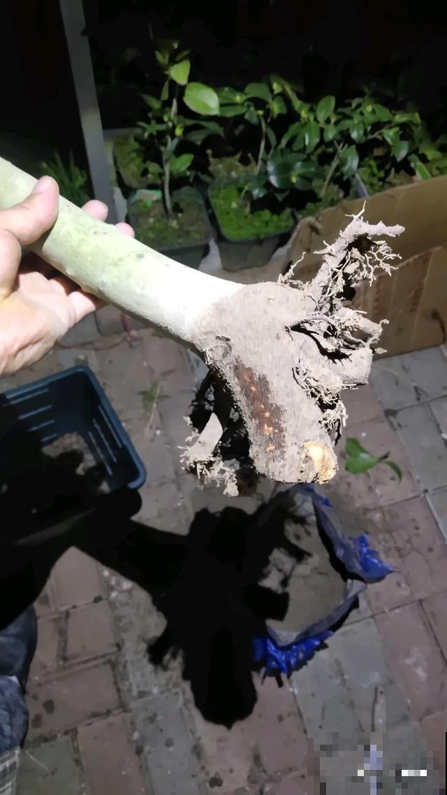 买的花总不活，秘密全在花盆里，搬起来看看才知道