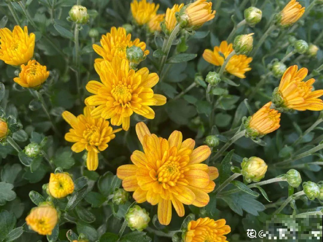 10种耐寒花，提前开始养，过冬无压力！