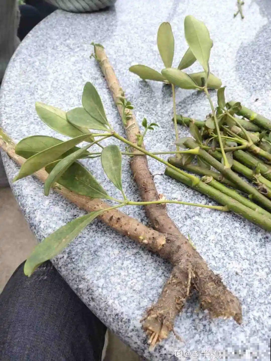 冬天扦插，只用一张塑料薄膜，就能长出小嫩芽