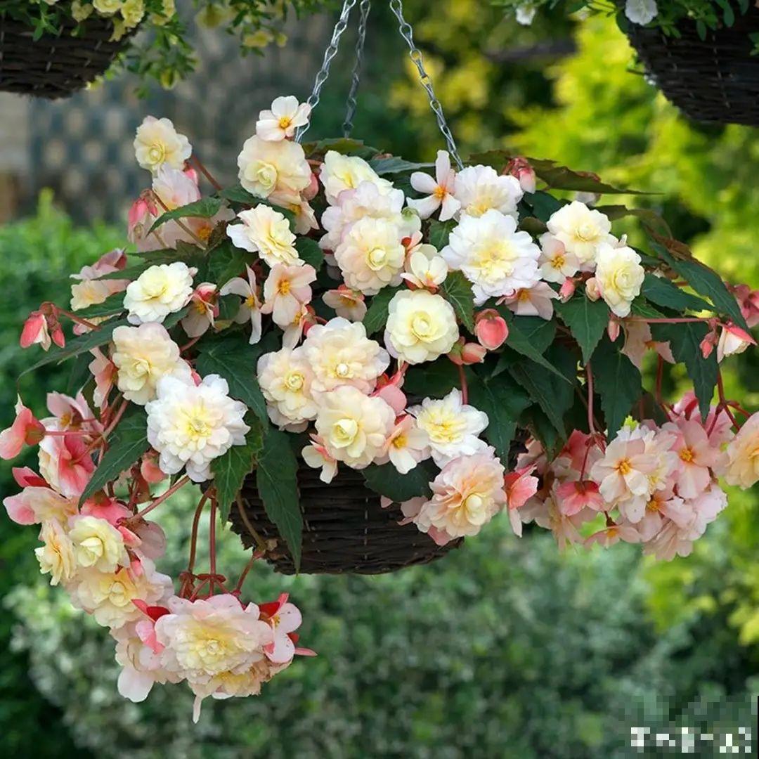 挂起来就能养的花,开花多不占地儿,家里能养100盆! 挂起来就能养的花,开花多不占地儿,家里能养100盆!