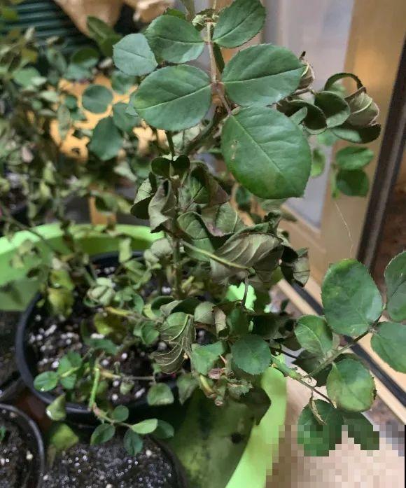 离家半个月，回来花全死了，别扔，还有救！