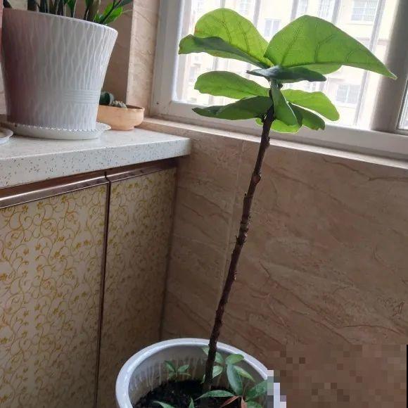 掉叶子第一名,10种花养成光杆,竟然还活着! 掉叶子第一名,10种花养成光杆,竟然还活着!