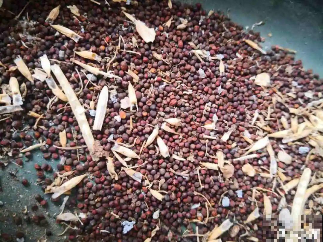 15种花，开完花就结种子，千万别丢掉