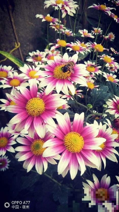 因为养花,我和家人大吵一架,怎么才能让他们接受? 因为养花,我和家人大吵一架,怎么才能让他们接受?