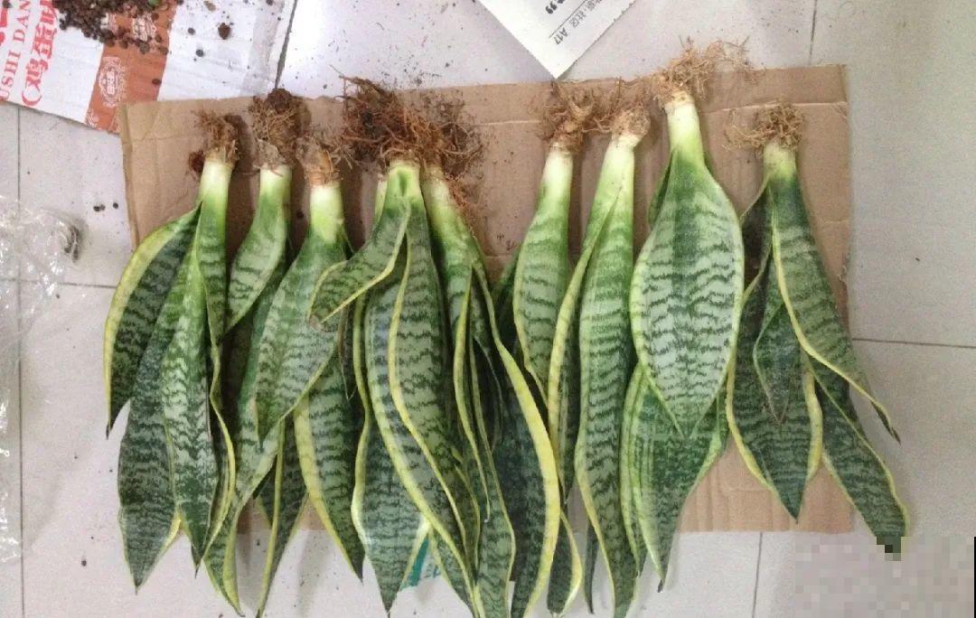 水浇多了，快把土刨掉，否则花3天必死！