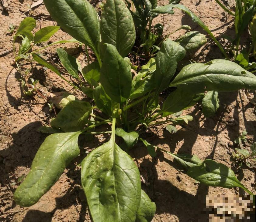秋冬阳台种菠菜，抗寒又好养，改善伙食种一波儿！