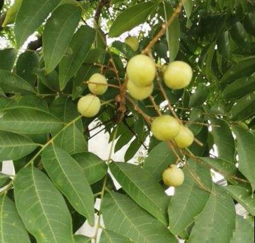 油患子树用处多多，果子沾水搓一搓，比香皂还好用！