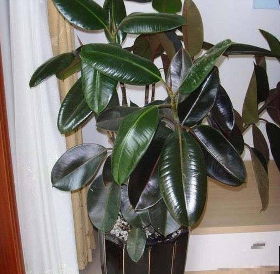 橡皮树为啥扦插不好？时间选错了，换个季节重来！