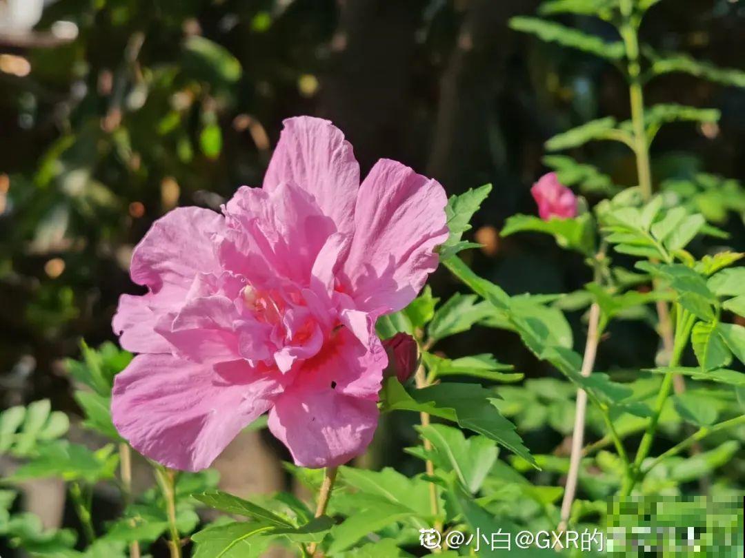 你在哪个城市，最适合养的花就是它！