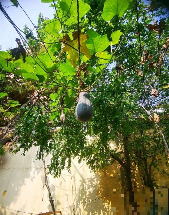 秋日开花多，美景拍下来，留住最美一刻