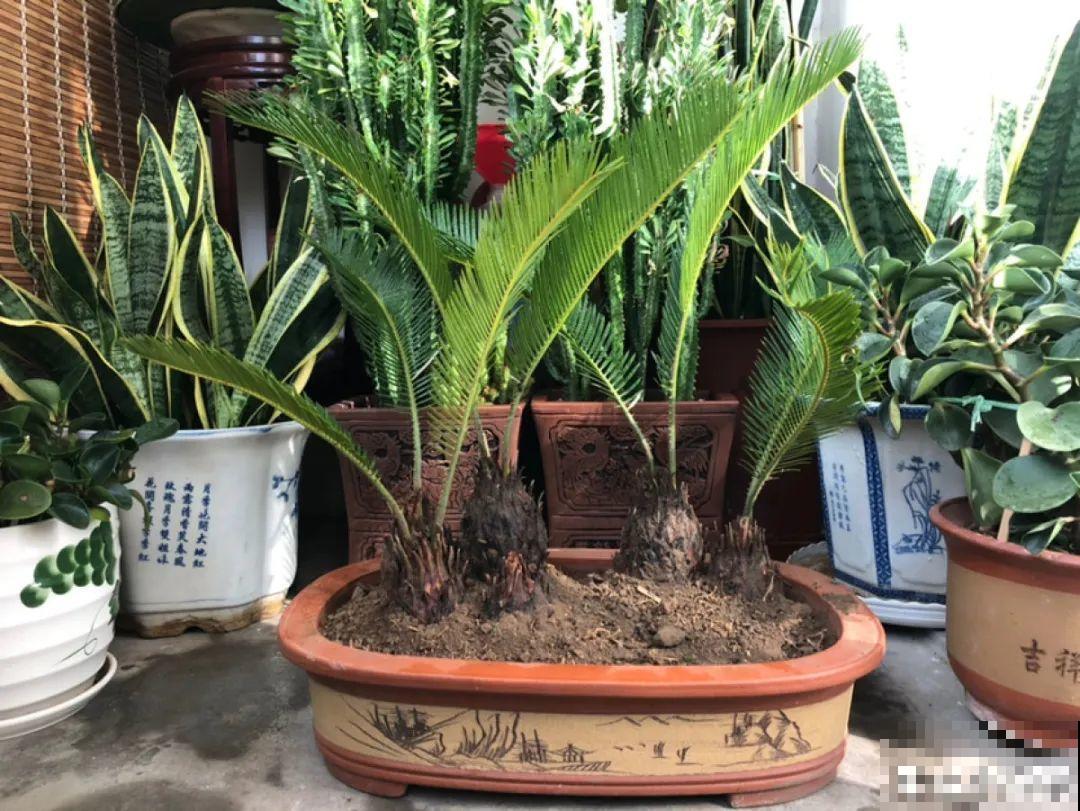 铁树开花，生了一窝“蛋”，千万别乱掏！