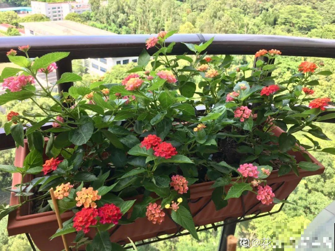 1种花叫大花犀角，闻久了头晕，家里养要小心！