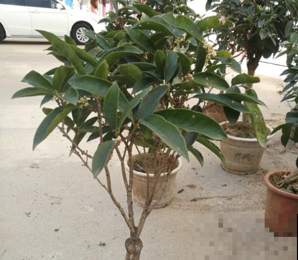 修剪时间要选准，现在修剪刚刚好，越剪越长！