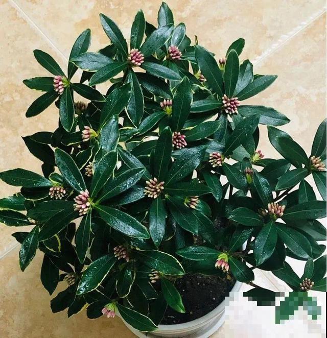 冬天就养耐阴花，没光也能开爆盆，扔角落自己疯长！