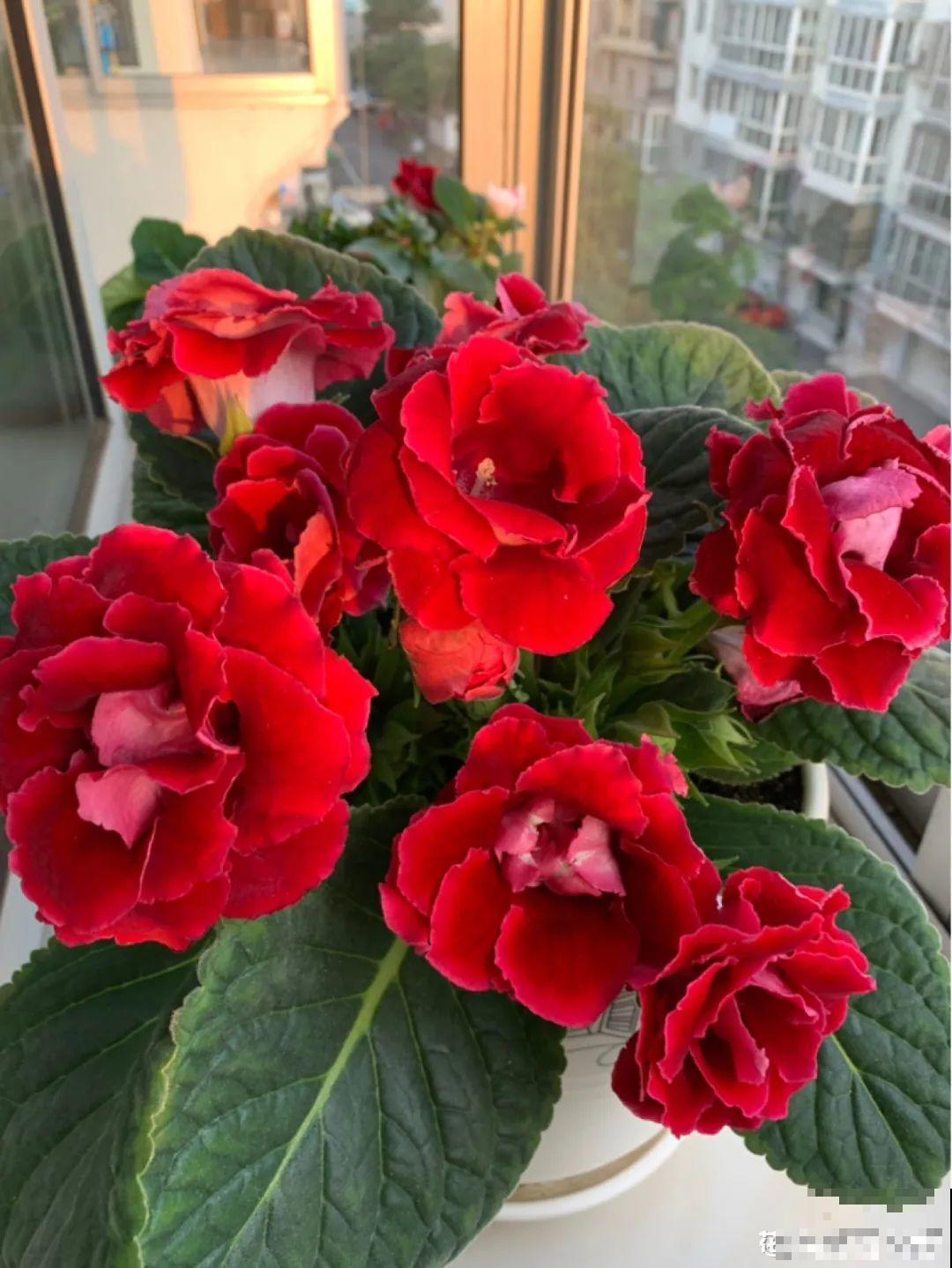 大岩桐超耐阴，开花像玫瑰，漂亮极了