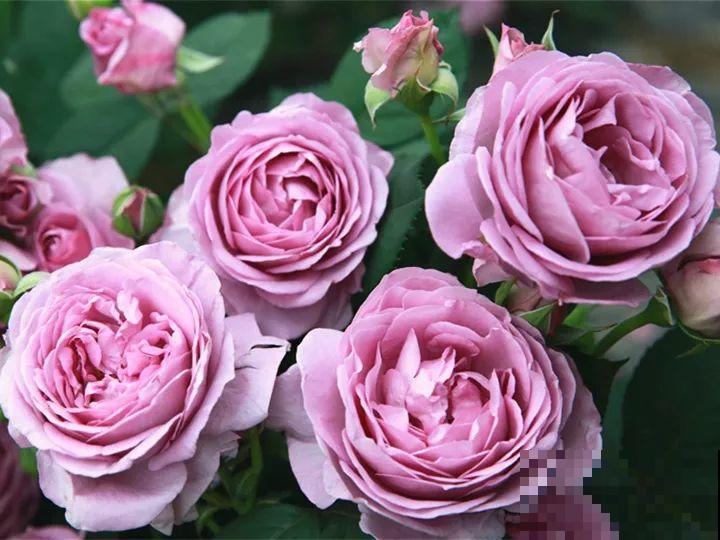 这种花品种多,花型好,养了你就爱上了! 这种花品种多,花型好,养了你就爱上了!