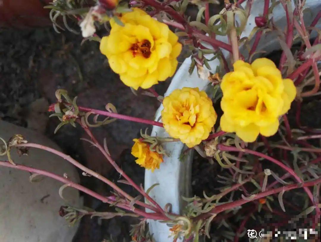 8种花，养嫩不养老，老了要多修剪！