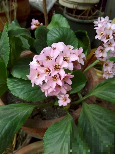 白菜在家养了8年,养成了老桩,长得可旺盛! 白菜在家养了8年,养成了老桩,长得可旺盛!